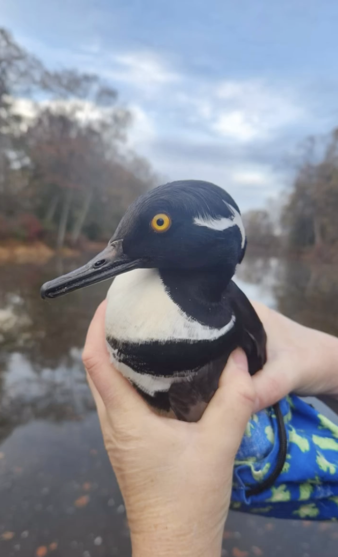 Hooded Merganser duck